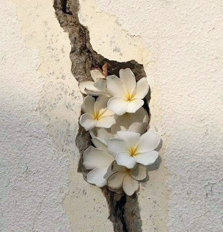 Flower in crack